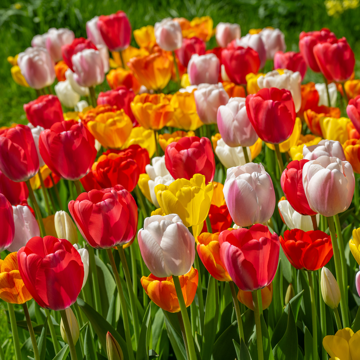 Darwin Hybrid Mix Tulip