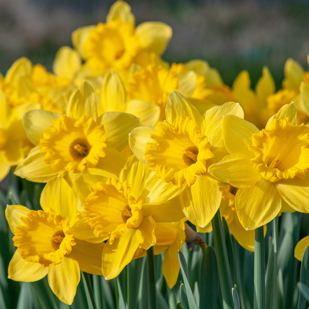 Dutch Trumpet Daffodil