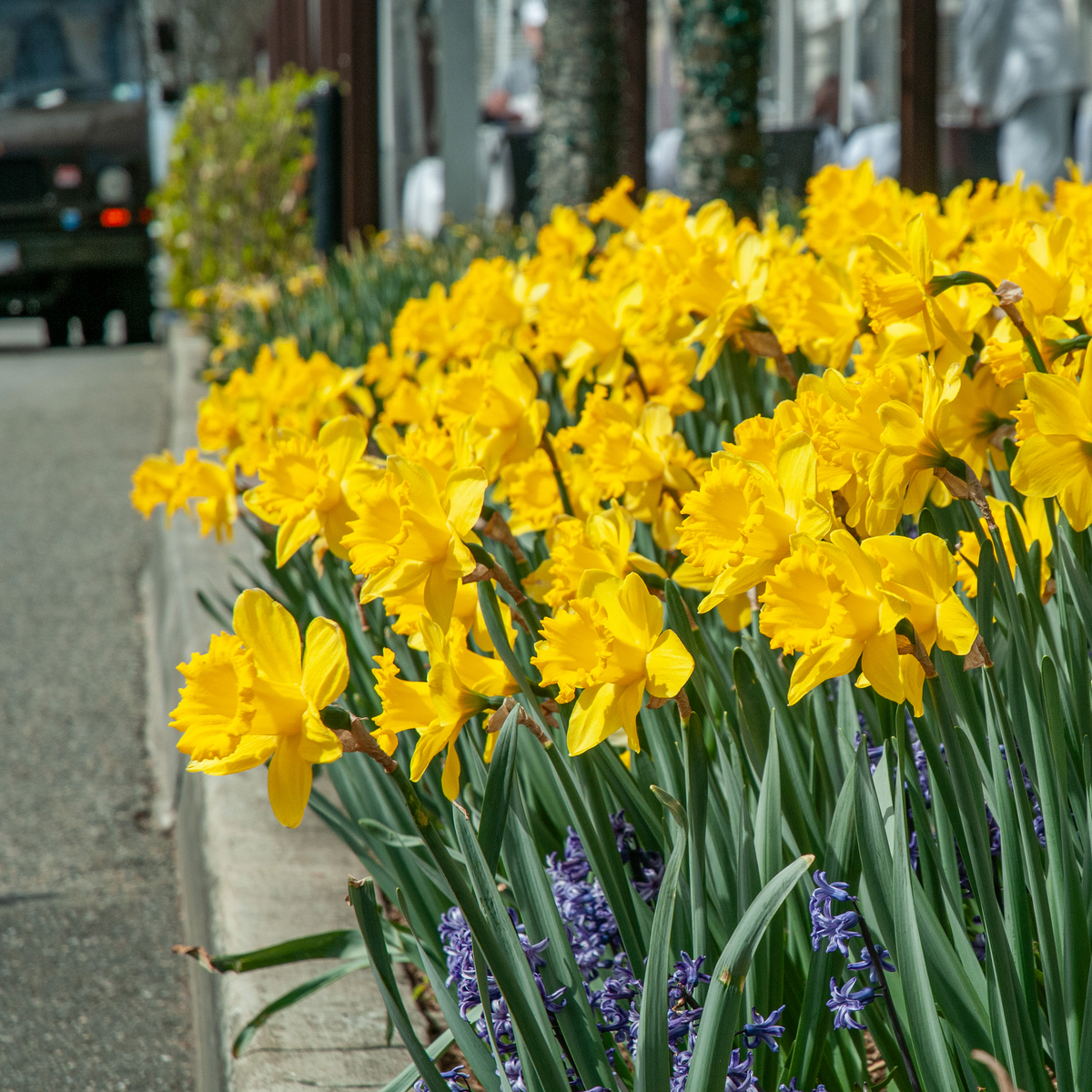 Dutch Trumpet Daffodil