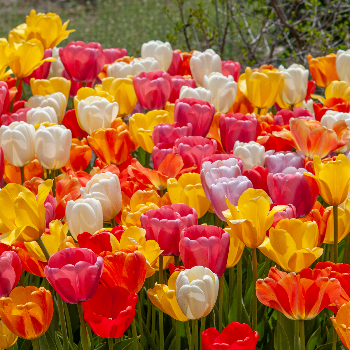Darwin Hybrid Mix Tulip
