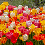 Darwin Hybrid Mix Tulip