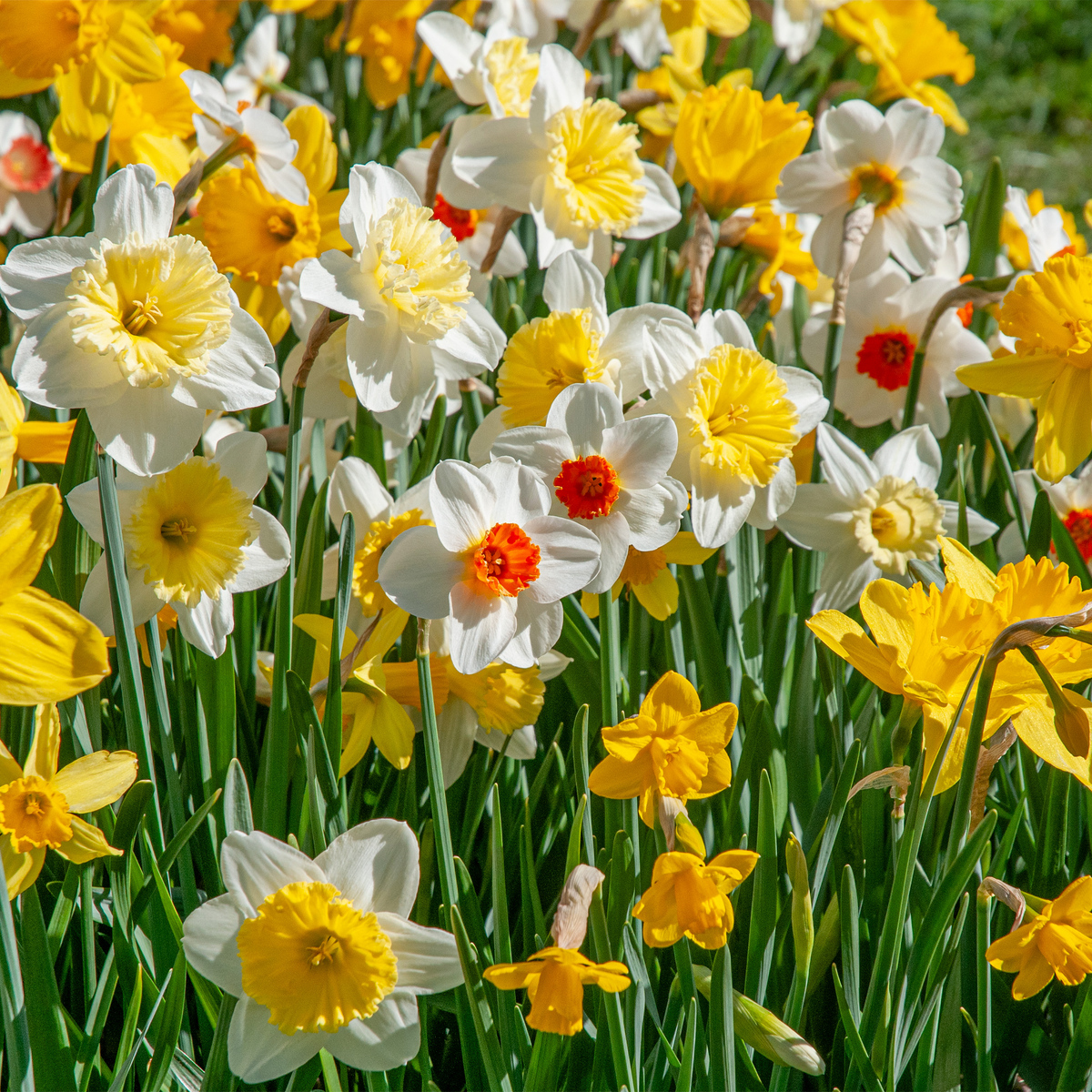Southern Daffodil Mix