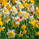 Southern Daffodil Mix