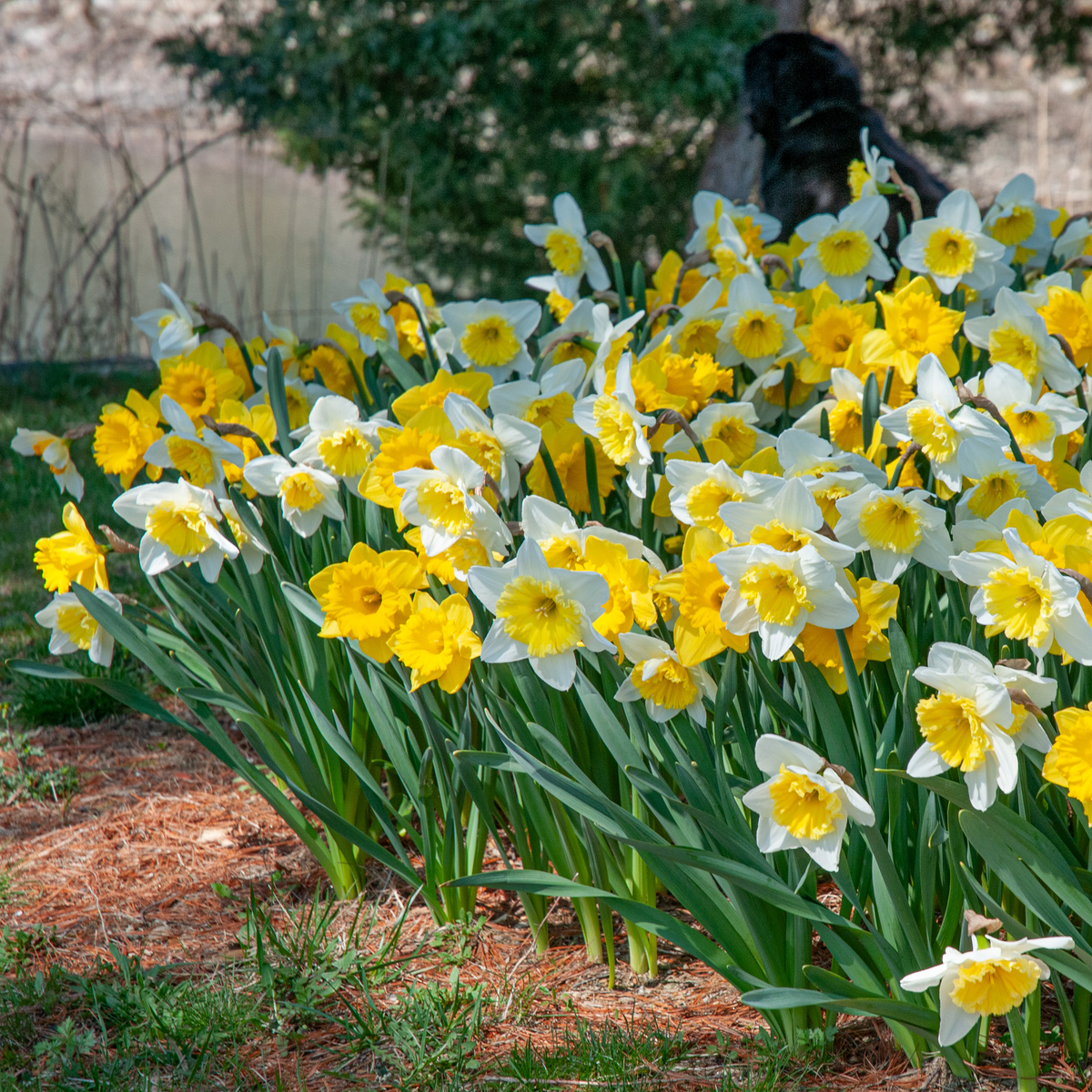 White and Gold Daffodil Mix