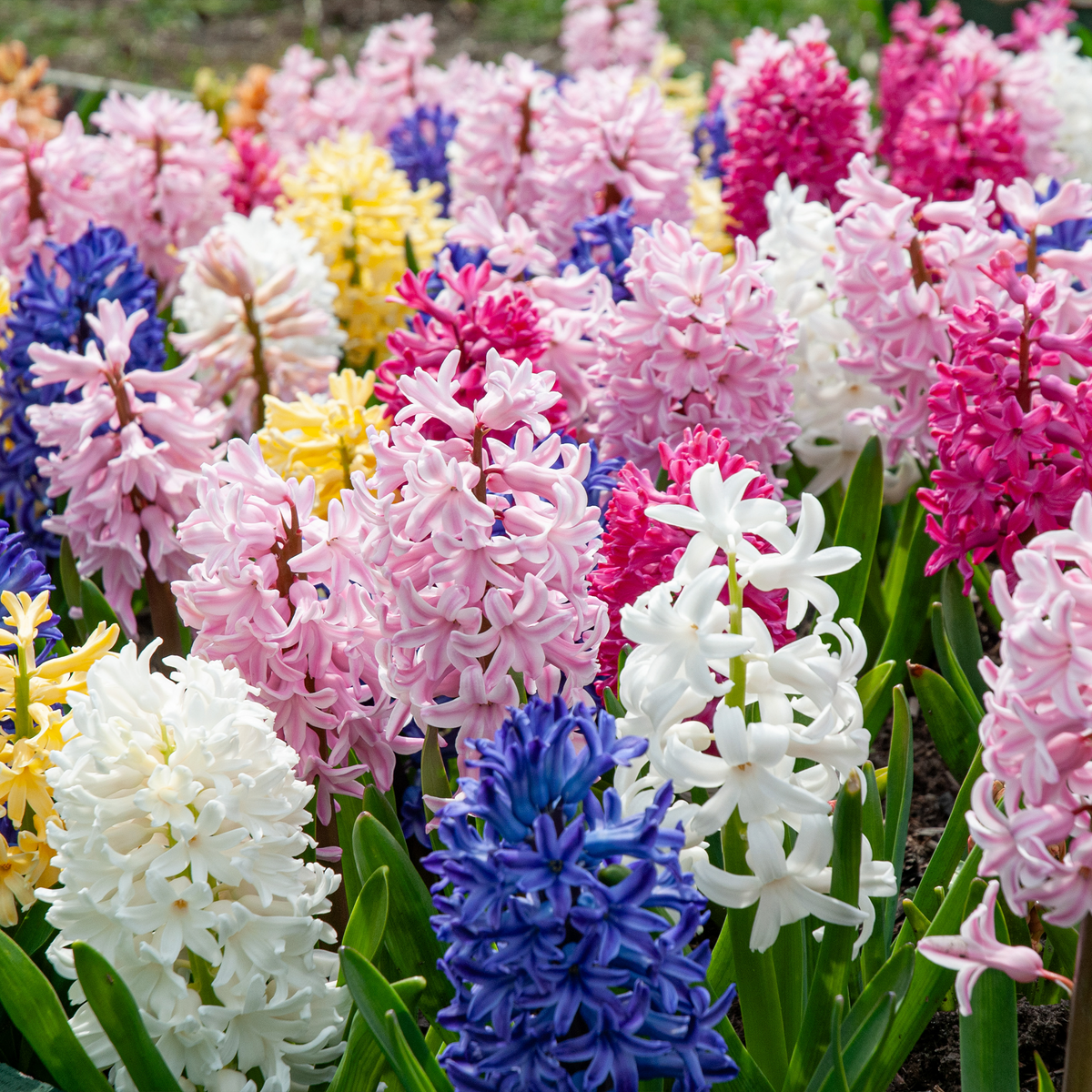 Hyacinth Mix