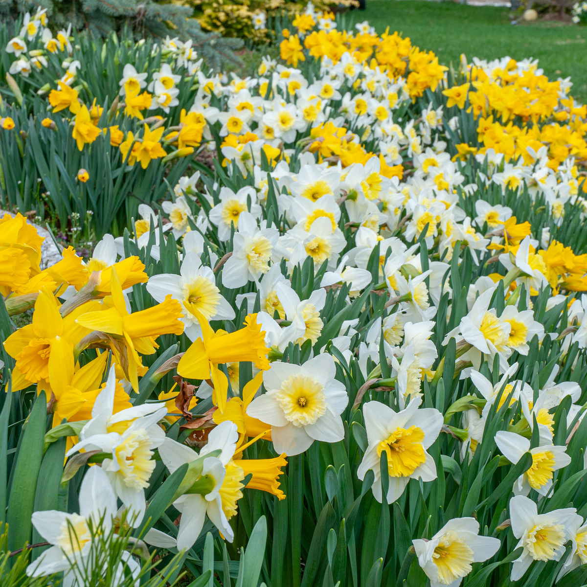 White and Gold Daffodil Mix