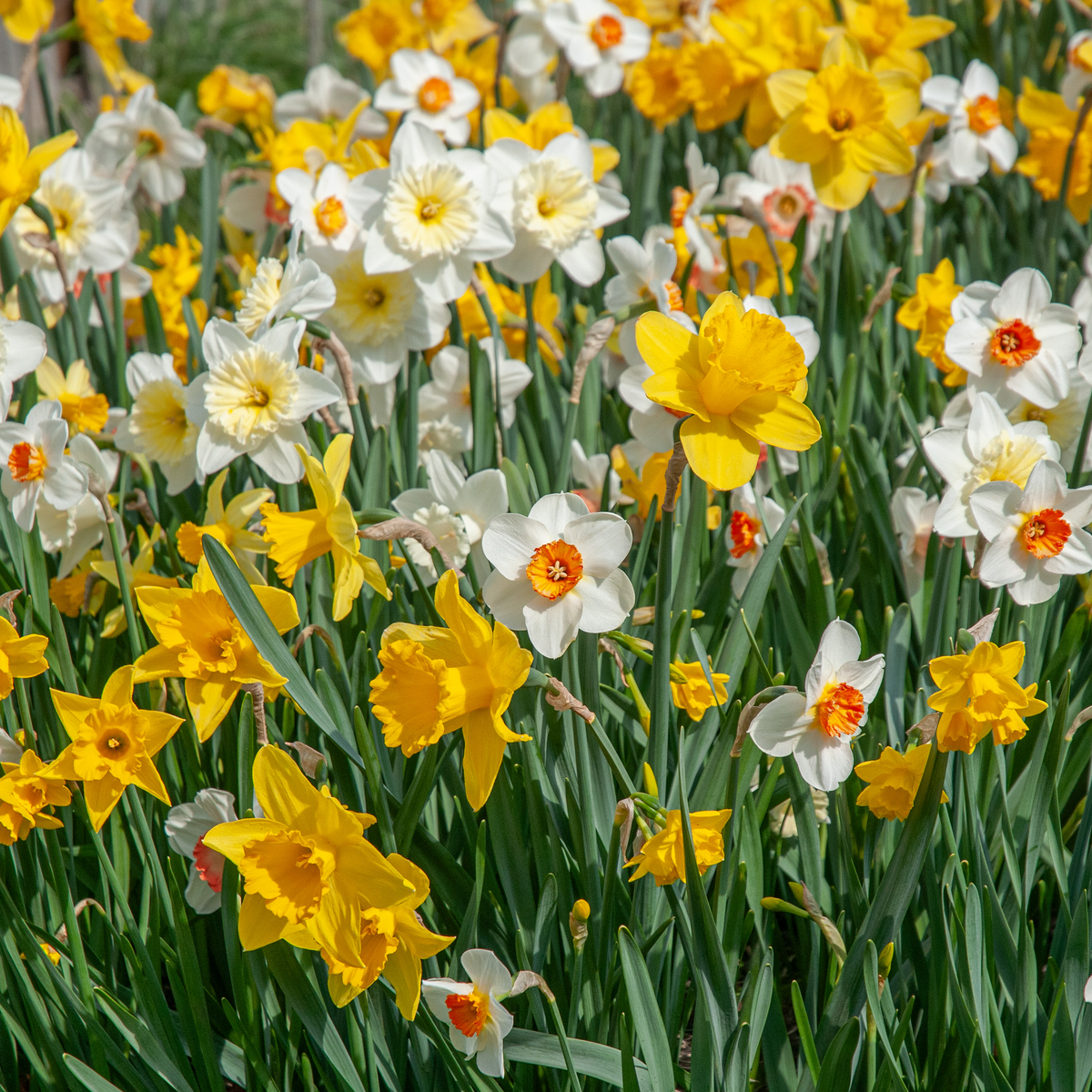 Southern Daffodil Mix