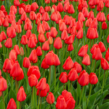Red Darwin Hybrid Tulip