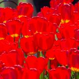 Red Darwin Hybrid Tulip