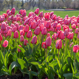 Pink Darwin Hybrid Tulip