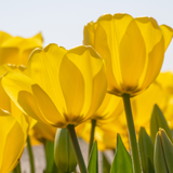 Yellow Darwin Hybrid Tulip