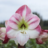 Cherry Blossom Amaryllis – Gold Glitter