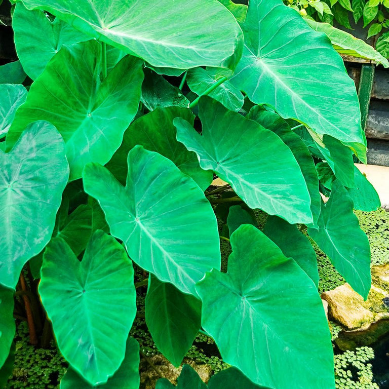 chocolate elephant ear plant Coco Elephant Ear (Colocasia) Small (5-7" bulb circumference)