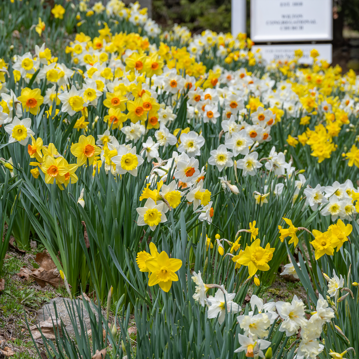 Mixed Daffodils