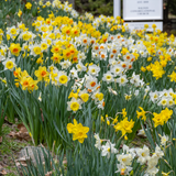 Mixed Daffodils