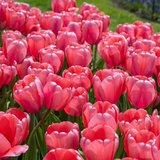Pink Darwin Hybrid Tulip