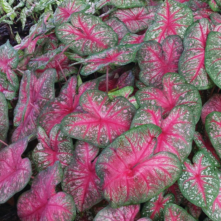 Party Punch Jumbo Caladium Bulbs