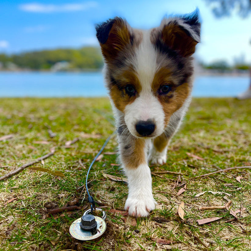 Dog Run Option for Grounded Paws Tie Down Kit