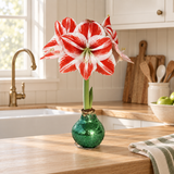 Super Star Amaryllis – Sage Glitter