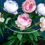 Spirals  Multi-Stem Plant Supports – Set of 3