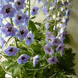 Spirals  Multi-Stem Plant Supports – Set of 3