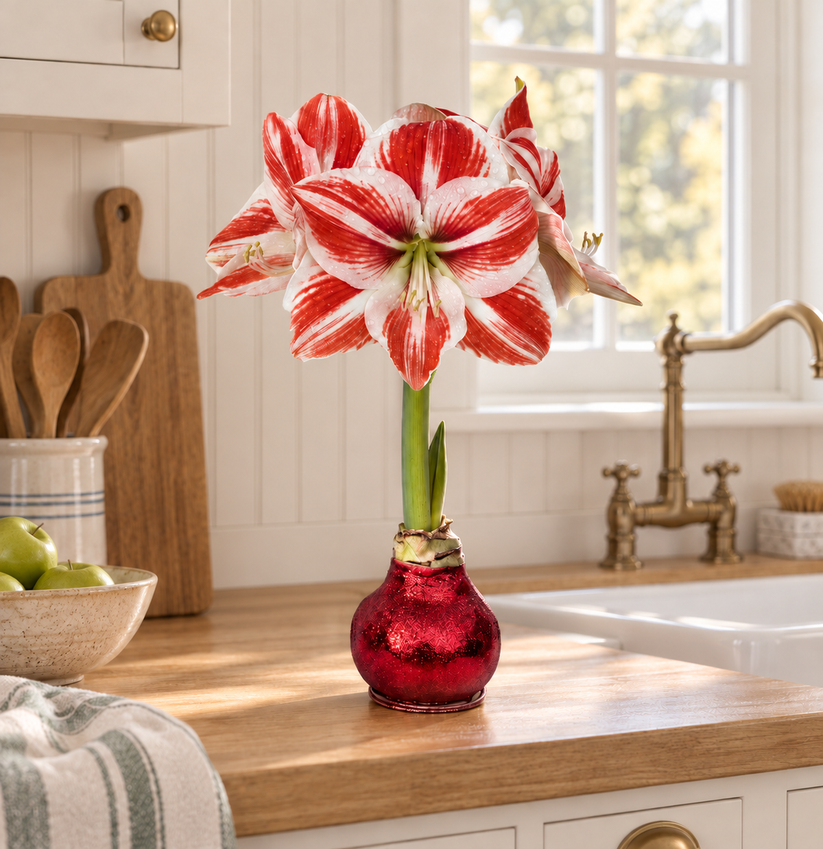 Super Star Amaryllis - Red Glitter